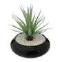ARRANJO ALOE VERA - PRETO/VERDE - Foto 2