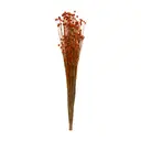 FLOR FOLHAGEM CONGONHA