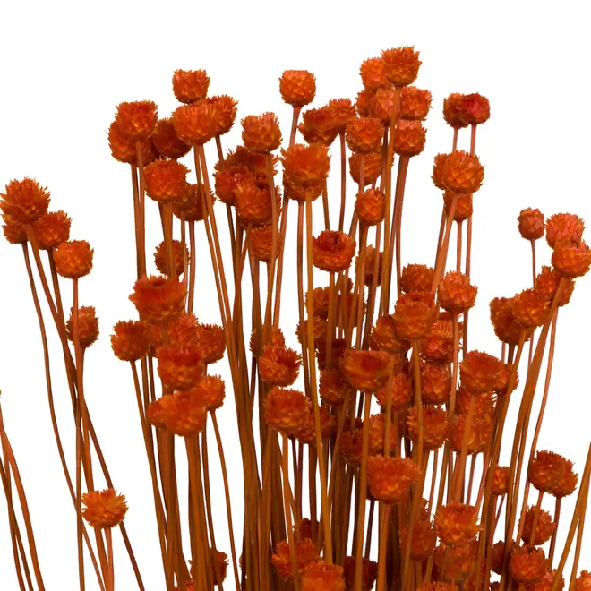 FLOR FOLHAGEM CONGONHA - TERRACOTA - Foto 9