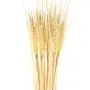 FOLHAGEM REED BUSH - BEGE/BEGE - Foto 2