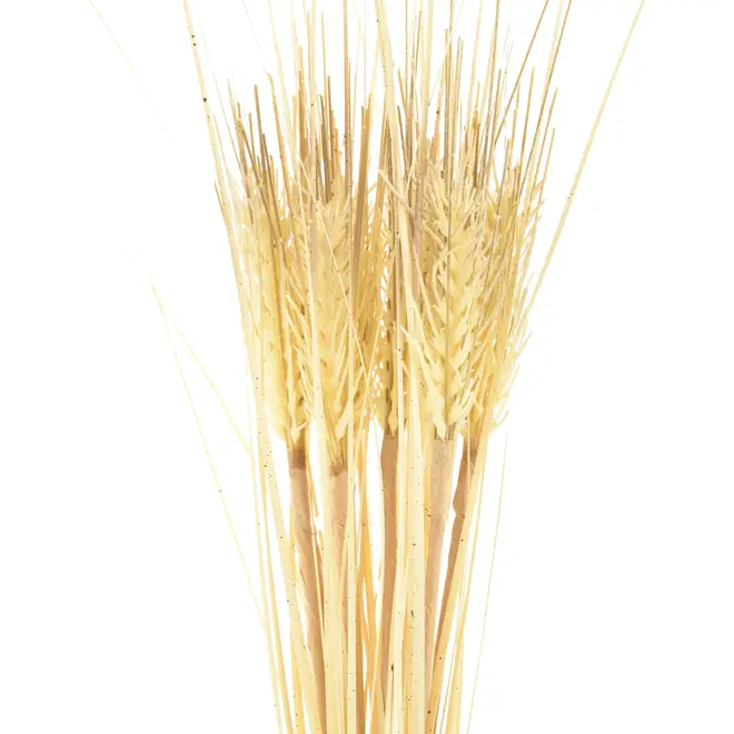 FOLHAGEM REED BUSH - BEGE/BEGE - Foto 2