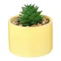 MINI ARRANJO SUCULENTA COLORITÁ - LIMÃO SICILIANO/BRANCO - Foto 2