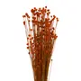 FLOR FOLHAGEM CONGONHA - TERRACOTA - Foto 8