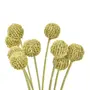 FOLHAGEM CRASPEDIA - VERDE/AMARELO - Foto 2