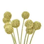 FOLHAGEM CRASPEDIA - VERDE/AMARELO - Foto 2