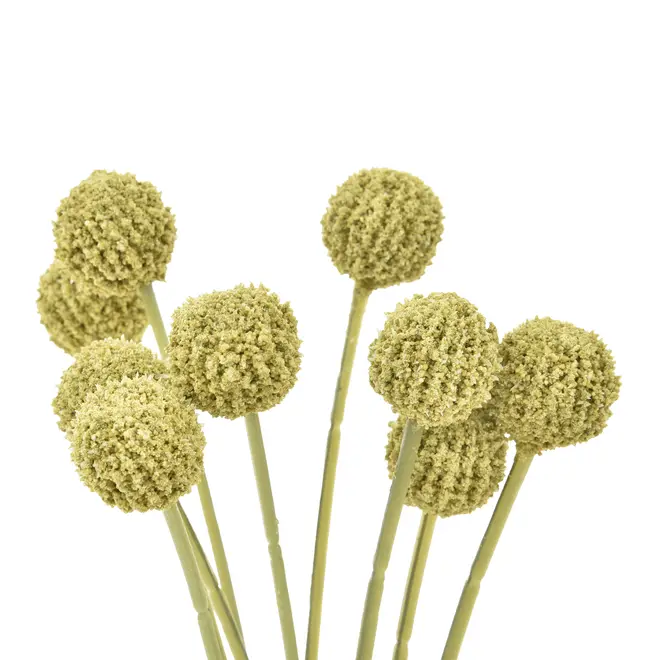 FOLHAGEM CRASPEDIA - VERDE/AMARELO - Foto 2