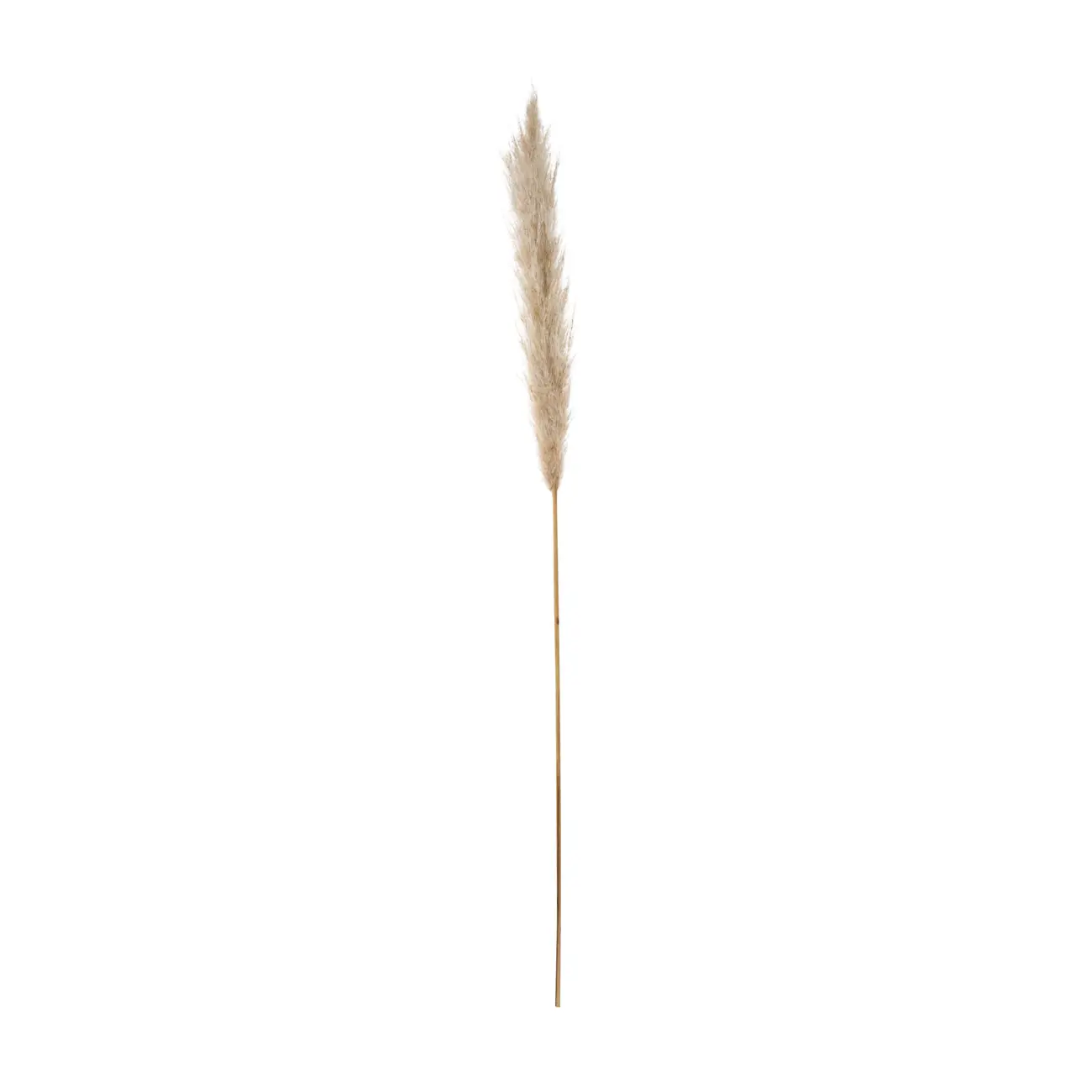 CAPIM DOS PAMPAS PLUMA - FIBRA CLARA - Foto 1