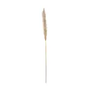 CAPIM DOS PAMPAS PLUMA - FIBRA CLARA - Foto 1