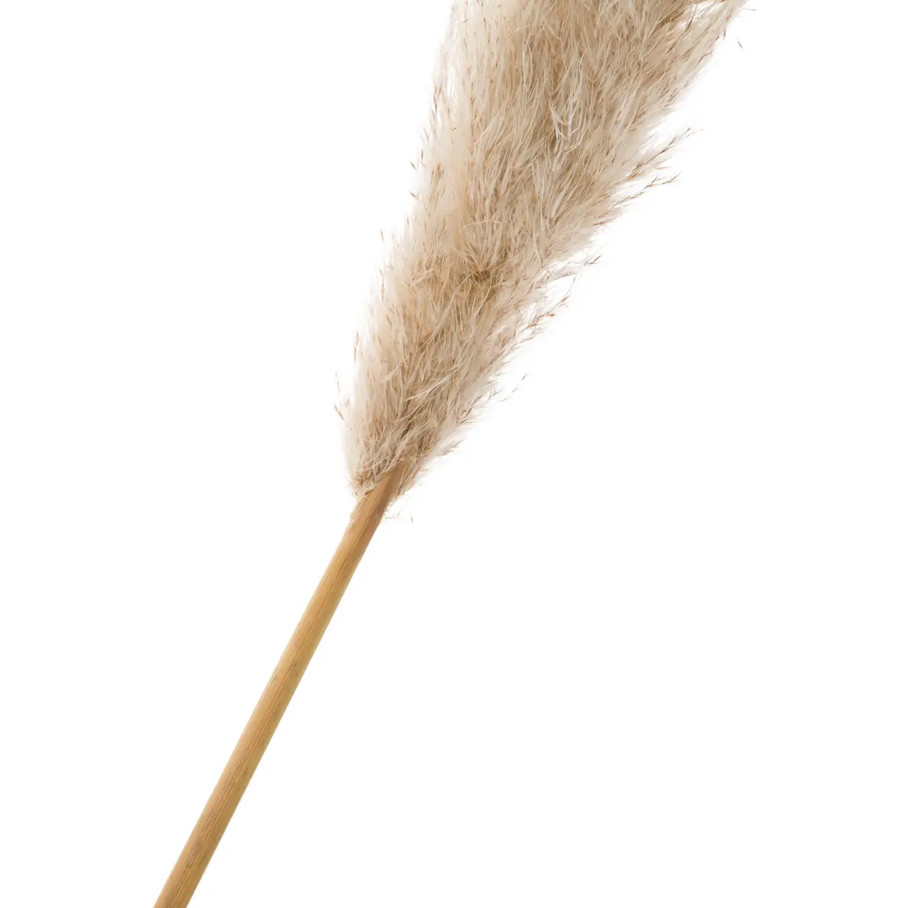 CAPIM DOS PAMPAS PLUMA - FIBRA CLARA - Foto 2