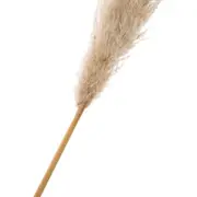 CAPIM DOS PAMPAS PLUMA - FIBRA CLARA - Foto 2