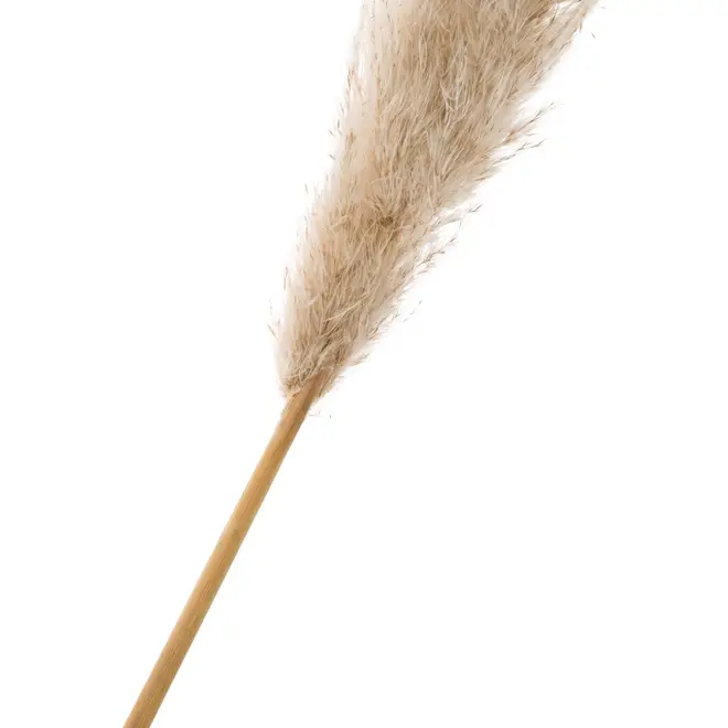 CAPIM DOS PAMPAS PLUMA - FIBRA CLARA - Foto 2