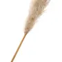 CAPIM DOS PAMPAS PLUMA - FIBRA CLARA - Foto 2