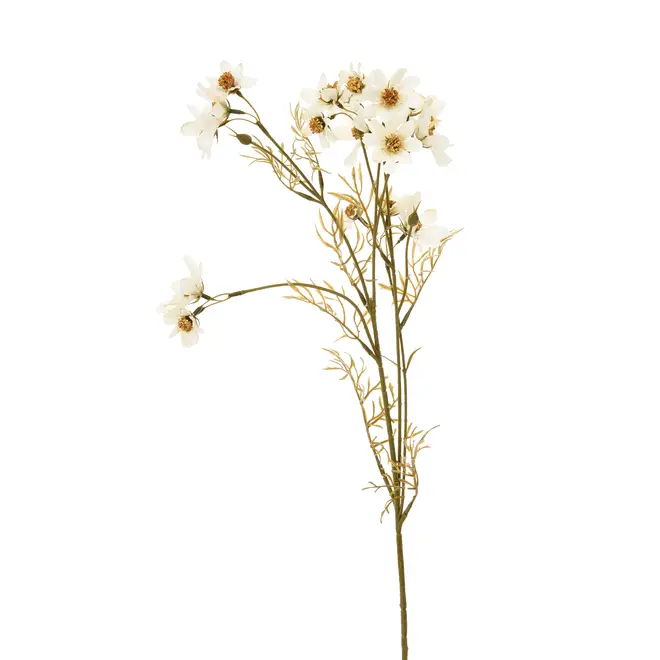 FLOR SKY COSMOS - OFF-WHITE/MARROM - Foto 1