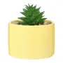 MINI ARRANJO SUCULENTA COLORITÁ - LIMÃO SICILIANO/BRANCO - Foto 1