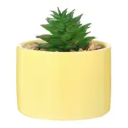MINI ARRANJO SUCULENTA COLORITÁ - LIMÃO SICILIANO/BRANCO - Foto 1