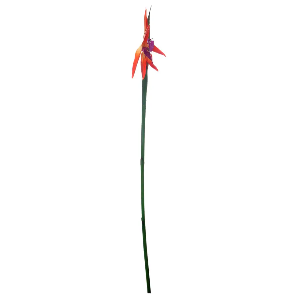 MADAME FLOR ESTRELÍCIA - LARANJA/VERDE - Foto 2