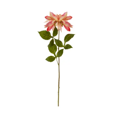 FLOR DAUDIN DÁLIA