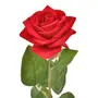 FLOR ROSA - VERMELHO/VERDE - Foto 2