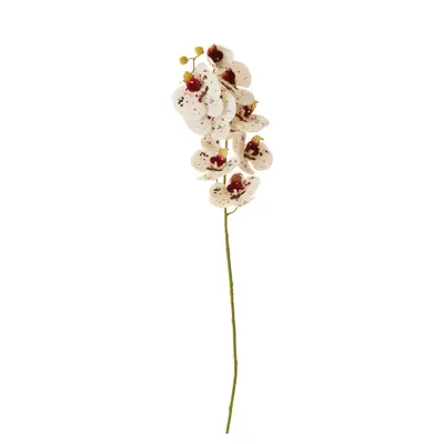 ORQUÍDEA FLOR VITORINNE
