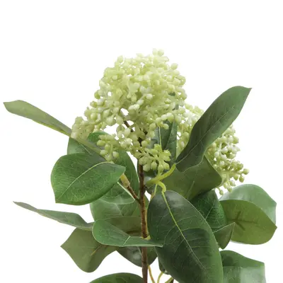 FLOR VIBURNO CAMPONESA