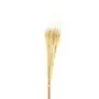 FOLHAGEM REED BUSH - BEGE/BEGE - Foto 1