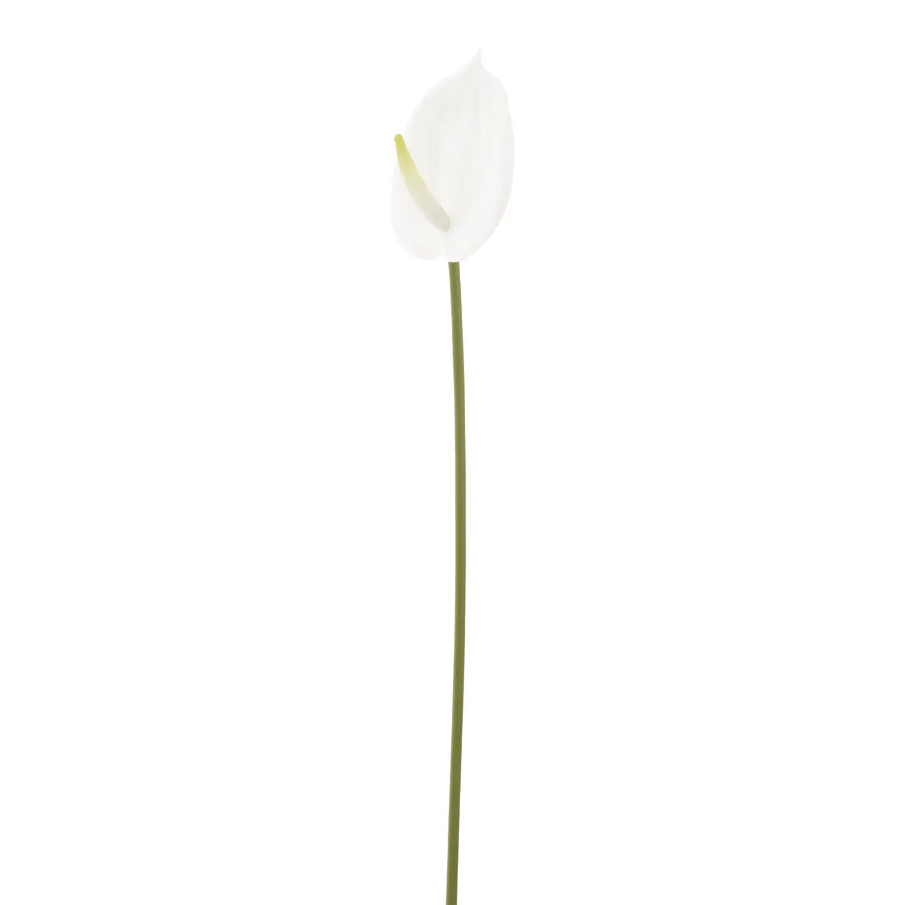 FLOR ANTHURIUM COPO DE LEITE - BRANCO/VERDE - Foto 3