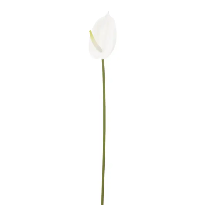 FLOR ANTHURIUM COPO DE LEITE - BRANCO/VERDE - Foto 3