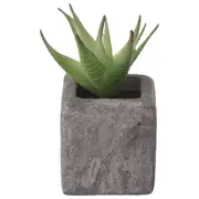 SUCULENTA ALOE MINI ARRANJO YUKATÁN - GRAFITE/VERDE - Foto 1