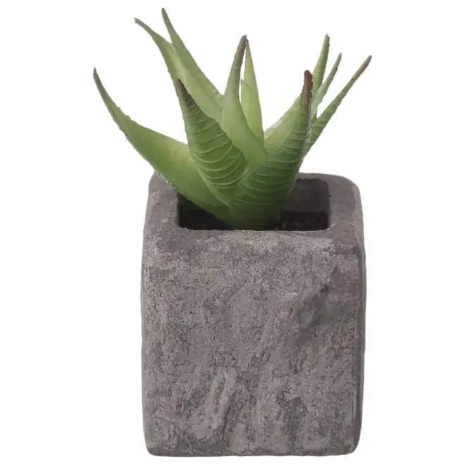 SUCULENTA ALOE MINI ARRANJO YUKATÁN - GRAFITE/VERDE - Foto 1
