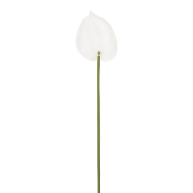 FLOR ANTHURIUM COPO DE LEITE - BRANCO/VERDE - Foto 2