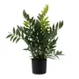 ARRANJO FICUS - PRETO/VERDE - Foto 1