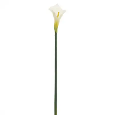 FLOR COPO DE LEITE IMPÉRIO