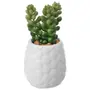 SUCULENTA BURRITO MINI ARRANJO KOMODO - BRANCO/VERDE - Foto 1