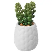 SUCULENTA BURRITO MINI ARRANJO KOMODO - BRANCO/VERDE - Foto 1