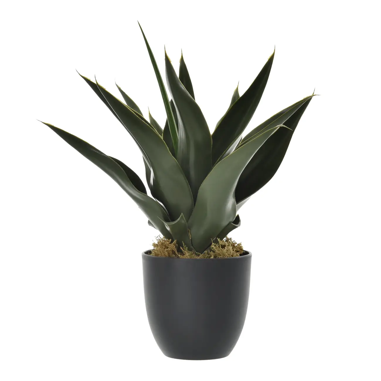 ARRANJO ALOE BABOSA - VERDE/PRETO - Foto 1