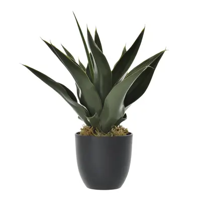 ARRANJO ALOE BABOSA