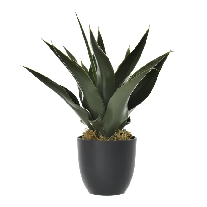 ARRANJO ALOE BABOSA - VERDE/PRETO - Foto 1