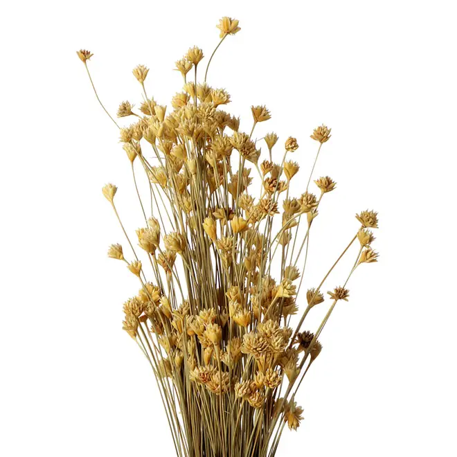 BOUQUET ESPETA NARIZ - FIBRA CLARA - Foto 2