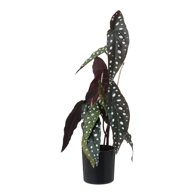 ARRANJO FOLHAS BEGÔNIA MACULATA - PRETO/VERDE - Foto 1