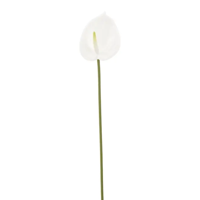 FLOR ANTHURIUM COPO DE LEITE - BRANCO/VERDE - Foto 1