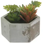 ARRANJO SUCULENTA BETON OAXACA BUXINHO - KONKRET/VERDE - Foto 2