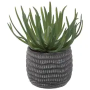 SUCULENTA ARRANJO BETON - KONKRET/VERDE - Foto 1