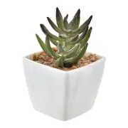 SUCULENTA MINI ARRANJO MULTMIX 6VRD - VARIADO - Foto 1
