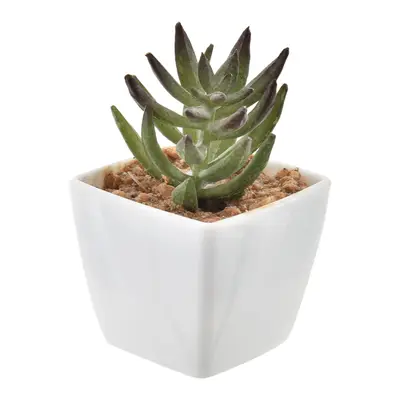 SUCULENTA MINI ARRANJO MULTMIX 6VRD