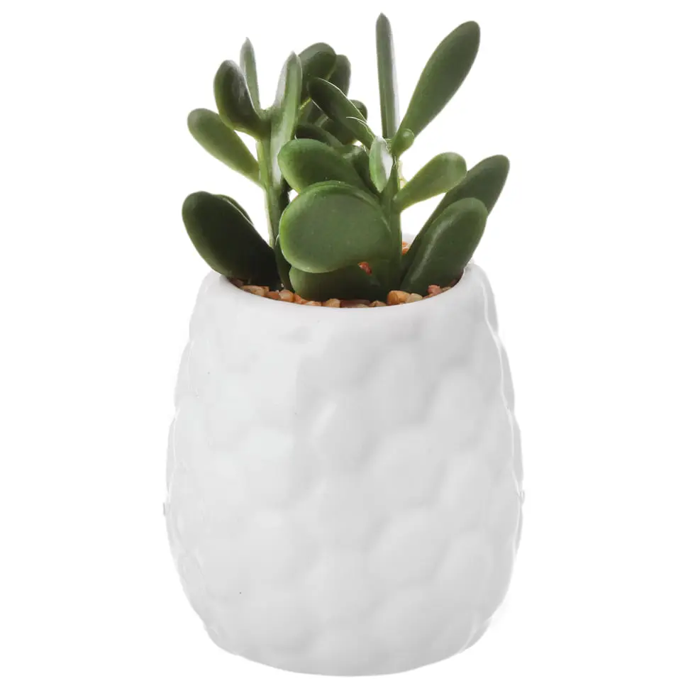 SUCULENTA JADE MINI ARRANJO KOMODO - BRANCO/VERDE - Foto 1