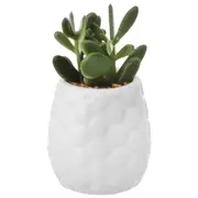 SUCULENTA JADE MINI ARRANJO KOMODO - BRANCO/VERDE - Foto 1