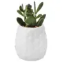 SUCULENTA JADE MINI ARRANJO KOMODO - BRANCO/VERDE - Foto 1