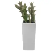 ARRANJO SUCULENTA MEX - BRANCO/VERDE - Foto 1