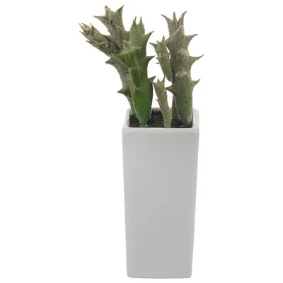 ARRANJO SUCULENTA MEX