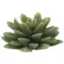 VELA SUCULENTA - VERDE - Foto 1
